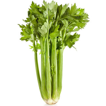 Picture for category Celery