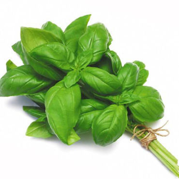 Picture for category Basil