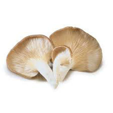 Picture for category Mushrooms Oyster