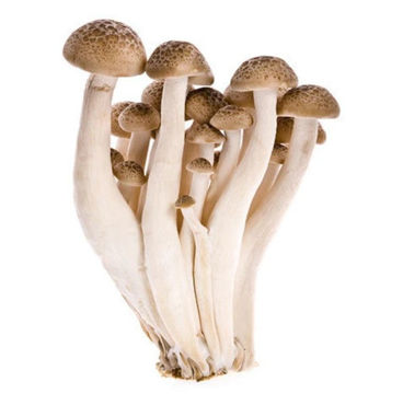 Picture for category Mushrooms Shimeji