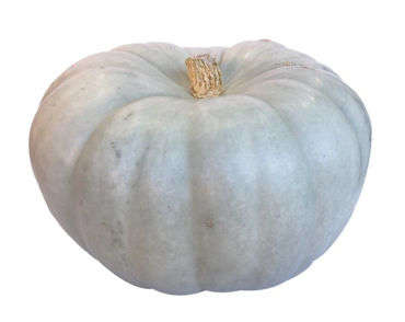 Picture for category Pumpkin Jarradale