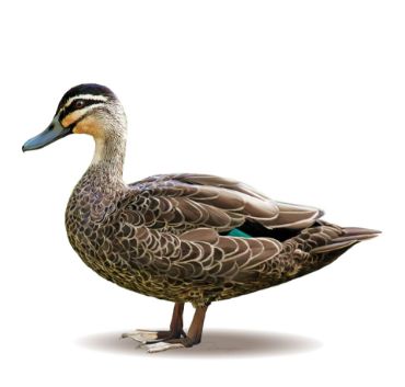 Picture for category Duck