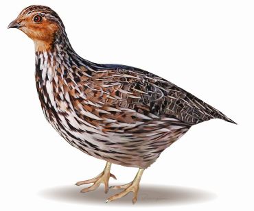 Picture for category Quail