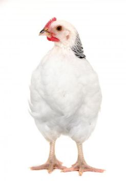 Picture for category Spatchcock